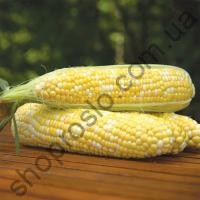 Семена кукурузы Ксанаду F1, ранний гибрид, суперсладкая,  "Pop Vriend Seeds" (Голландия), 5 000 шт
