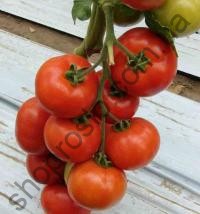 Насіння томату  Белле F1, індетермінантний,  ранній гібрид, "Enza Zaden" (Голландія), 500 шт