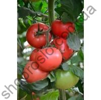 Насіння томату  Матіссімо F1, "Seminis"  (Голландія), 500 шт