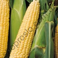 Семена кукурузы Сигнет F1, ранний гибрид, суперсладкая, 5 000 шт, "Seminis" (Голландия), 5 000 шт