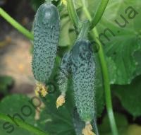 Семена огурца Коломбо GB 08 F1, ранний гибрид, партенокарпический, "Libra Seeds" (Италия), 1 000 шт