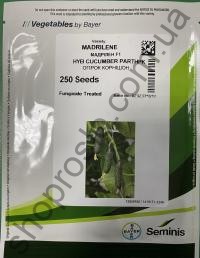 Семена огурца Мадрилен F1 партенокарпический, ранний гибрид, "Seminis" (Голландия), 250 шт