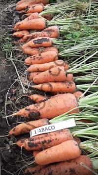 Насіння моркви Абако F1, надранній гібрид, "Seminis" (Голландія), 25 000 шт (1,8-2,0) (Фасов)