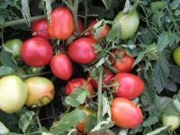 Насіння томату Ескорт, кущовий ранній гібрид,"Semo"  (Чехія), 10 000 шт
