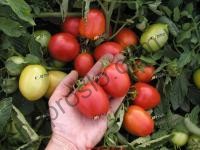 Семена томата Эскорт, детерминантный, ранний сорт,  "Semo" (Чехия), 10 000 шт