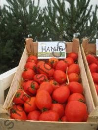 Насіння томату Наміб F1, ранній, кущовий гібрид, "Syngenta" (Швейцарія), 1 000 шт