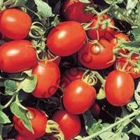 Насіння томату Перфектпил F1, ранній гібрид, "Seminis" (Голландія), 1 000 шт