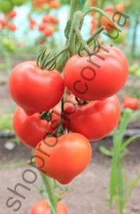 Насіння томату  Белфорт F1, індетермінантний, ранній гібрид, "Enza Zaden" (Голландія), 500 шт