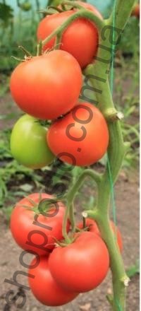 Семена томата Белфаст, индетерминантный, ранний гибрид,  "Enza Zaden" (Голландия), 500 шт