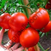Насіння томату  Гравітет F1, "Syngenta" (Швейцарія), 500 шт