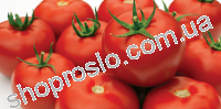Насіння томату  Гравітет F1, "Syngenta" (Швейцарія), 500 шт