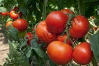 Насіння томату  Панекра F1, "Syngenta" (Щвейцарія), 500 шт