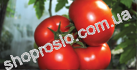 Насіння томату  Панекра F1, "Syngenta" (Щвейцарія), 500 шт