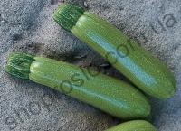 Семена кабачка Мостра F1, ультраранний гибрид, "Clause" (Франция), 2 500 шт