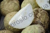 Семена сельдерея Албин, среднеспелый сорт, корневой, 10 000 шт, "Moravoseed" (Чехия), 10 000 шт