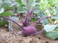Семена капусты кольраби Баллот, фиолетовая, ранний гибрид, 2 500 шт, "Moravoseed" (Чехия), 2 500 шт