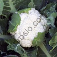 Семена капусты цветной CRX 13949 F1, ранний гибрид, 500 шт, "Cora Seeds" (Италия), 500 шт