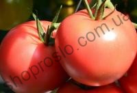 Семена томата Пинк Клер F1, индетерминантный, ранний гибрид, "Hazera" (Израиль), 1 000 шт