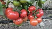 Насіння томату  Раллі F1, індетермінантний, ранній гібрид, "Enza Zaden" (Голландія), 500 шт
