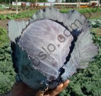 Семена капусты краснокочанной Редгард F1, среднеспелый гибрид, 2500 шт, "Clause" (Франция), 2 500 шт