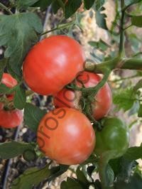 Семена томата Ролл Пинк F1, индетерминантный, ранний гибрид, "Enza Zaden" (Голландия), 500 шт