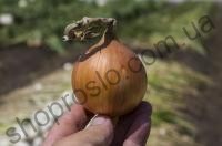 Семена лука озимого Балстар F1, ранний гибрид, "Seminis" (Голландия), 0,5 кг