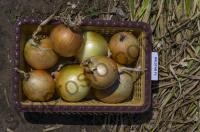 Семена лука озимого Балстар F1, ранний гибрид, "Seminis" (Голландия), 1 кг