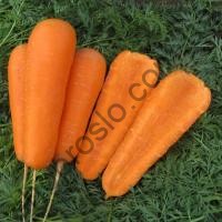Насіння моркви Болівар F1, "Clause" (Франція), 500 000 шт (1,6-2,0)