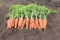 Насіння моркви Шантане, середньостиглий сорт, "Коуэл " (Німеччина), 10 г