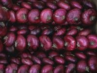 Семена лука репчатого Ялтинский, среднеспелый сорт, 2500 шт, "Semenaoptom" (Украина), 2 500 шт