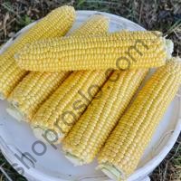 Семена кукурузы Срайк F1 (1525 F1), суперранний гибрид, суперсладкая, "Spark Seeds" (США), 2 500 шт