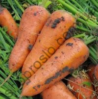 Семена моркови Курода Шантане, среднеспелый сорт, "Sakata" (Япония), 100 г