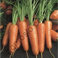 Насіння моркви Абразо F1, ранній , "Seminis" (Голландія), 1 млн.шт (2,0-2,2)
