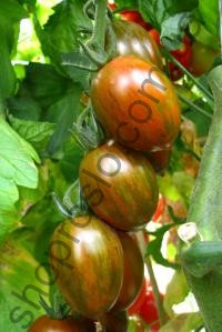 Семена томата Криспина Плюм F1, индетерминантный, ранний гибрид, "Esasem" (Италия), 250 шт