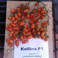 Насіння томату  Коліна F1, індетермінантний черрі, ранній гібрид, "Esasem" (Італія), 250 шт