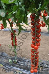 Насіння томату  Порпора F1,індетермінантний черрі, ранній гібрид, "Esasem" (Італія), 250 шт