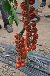 Насіння томату  Порпора F1,індетермінантний черрі, ранній гібрид, "Esasem" (Італія), 500 шт