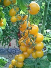 Насіння томату Стар Голд F1,індетермінантний черрі, ранній гібрид, "Esasem" (Італія), 250 шт