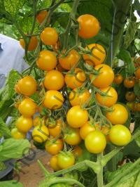 Насіння томату Стар Голд F1,індетермінантний черрі, ранній гібрид, "Esasem" (Італія), 250 шт