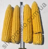 Семена кукурузы Лискам (HMX 436645) F1, ранний гибрид, суперсладкая , "Clause" (Франция), 5 000 шт