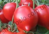Насіння томату Крив'янський F1,ранній кущовий гібрид, "НІЦССА" (Молдова), 1 г