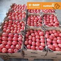 Насіння томату  Грифон F1, індетермінантний, ранній гібрид, Nunhems Bayer" (Голландія), 500 шт
