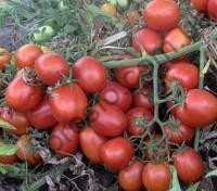 Насіння томату  Астерікс F1, "Syngenta" (Швейцарія), 2 500 шт