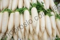 Семена редьки дайкон Акорд F1, среднеспелый гибрид, белая, "NongWoo Bio" (Корея), 10 000 шт