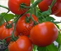 Насіння томату Санька, ультраранній детермінантний сорт, "НІЦССА" (Молдова), 5 г