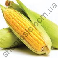 Семена кукурузы ГСС 5649, ранний гибрид, суперсладкая, 100 000 шт, "Syngenta" (Швейцария), 100 000 шт