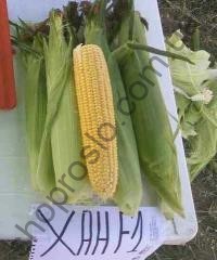 Семена кукурузы Хан F1,ранняя, 1 кг, "May Seeds" (Турция) ВЕСОВОЙ, 1 кг