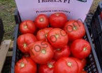 Насіння томату Трібека  F1, біф,середньостиглий гібрид,"Vilmorin" (Франція), 1 000 шт