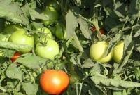 Насіння томату Трібека  F1, біф,середньостиглий гібрид,"Vilmorin" (Франція), 1 000 шт
