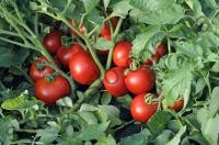 Насіння томату Ольга F1, ранній кущовий гібрид, "Vilmorin"  (Франція), 1 000 шт